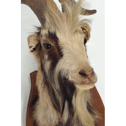 148 - TAXIDERMY: MOUNTED GOAT'S HEAD