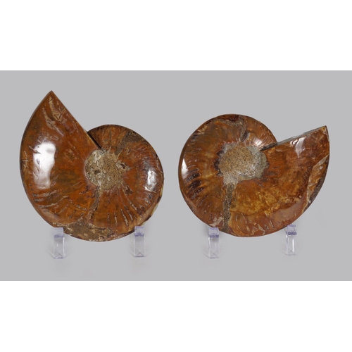 2029 - AMMONITE CUT PAIR