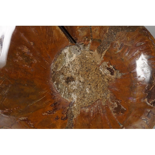 2029 - AMMONITE CUT PAIR