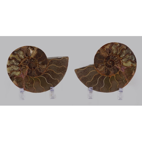 2029 - AMMONITE CUT PAIR