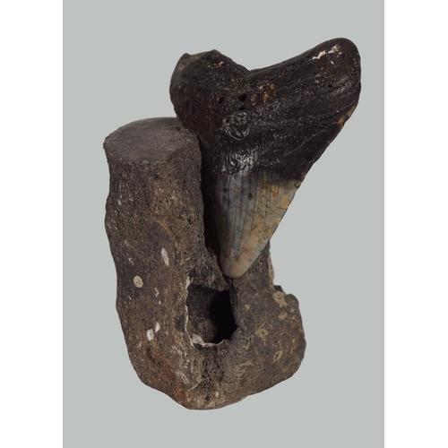 2032 - 5 INCH MEGALODON SHARK TOOTH IN VERTEBRAE