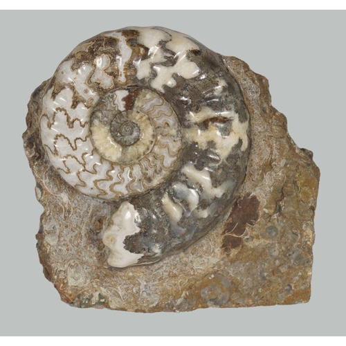 2033 - AMMONITE ASTEROCERAS OBTUSUM