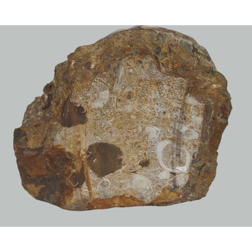 2033 - AMMONITE ASTEROCERAS OBTUSUM