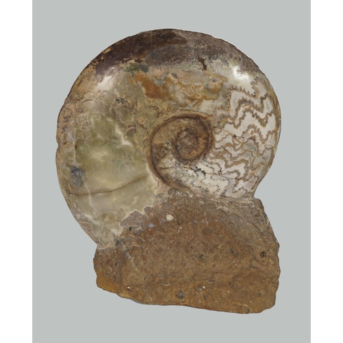 2034 - AMMONITE EPARIETITES DENOTARUS