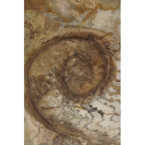 2034 - AMMONITE EPARIETITES DENOTARUS