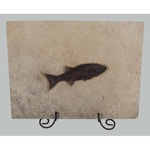 2038 - RARE 14 INCH MIOPLOSUS FISH FOSSIL