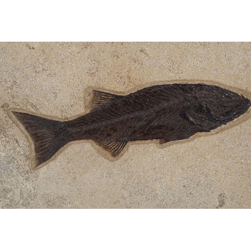 2038 - RARE 14 INCH MIOPLOSUS FISH FOSSIL