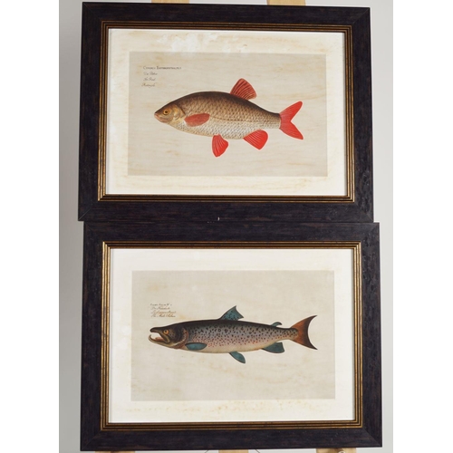 408 - SET OF FOUR FRENCH ICHTHYOLOGICAL PRINTS