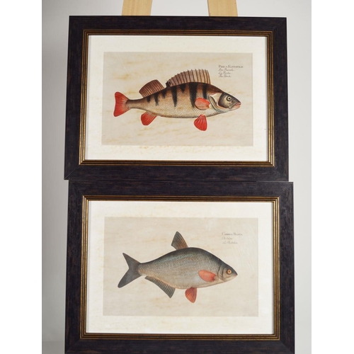 408 - SET OF FOUR FRENCH ICHTHYOLOGICAL PRINTS