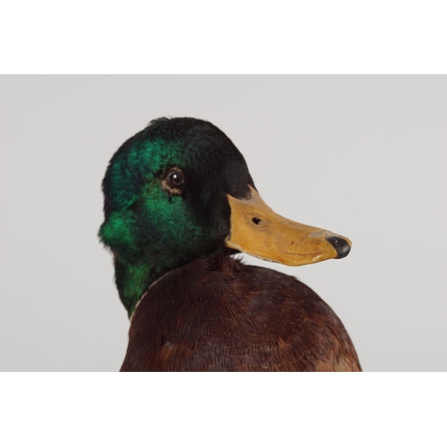 461 - TAXIDERMY: MALLARD DRAKE