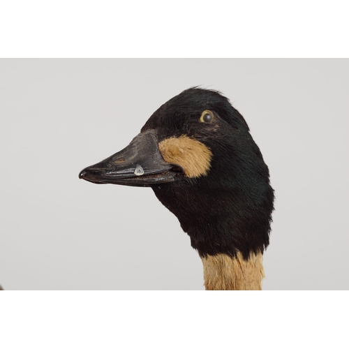 461 - TAXIDERMY: MALLARD DRAKE