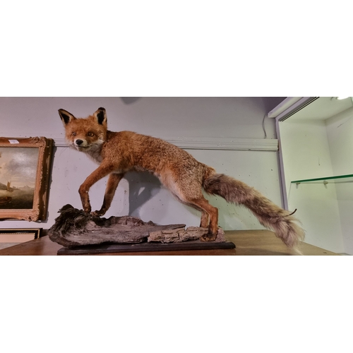 20 - TAXIDERMY: FOX STANDING ON A TREE TRUNK