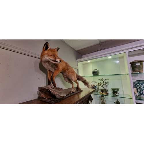 20 - TAXIDERMY: FOX STANDING ON A TREE TRUNK