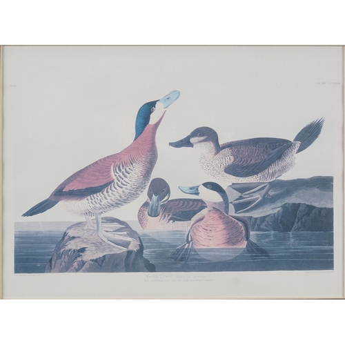 249 - ORNITHOLOGICAL PRINT