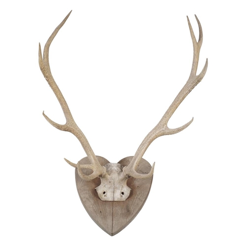 263 - TAXIDERMY: DEER ANTLERS