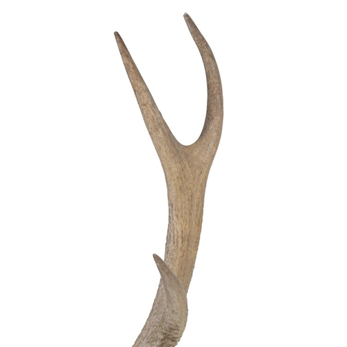 263 - TAXIDERMY: DEER ANTLERS