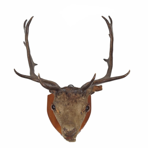 264 - TAXIDERMY: DEER'S HEAD AND ANTLERS