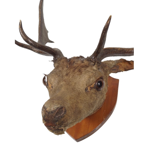 264 - TAXIDERMY: DEER'S HEAD AND ANTLERS