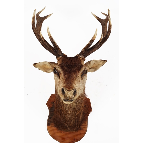 265 - TAXIDERMY: STAG'S HEAD