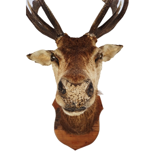 265 - TAXIDERMY: STAG'S HEAD