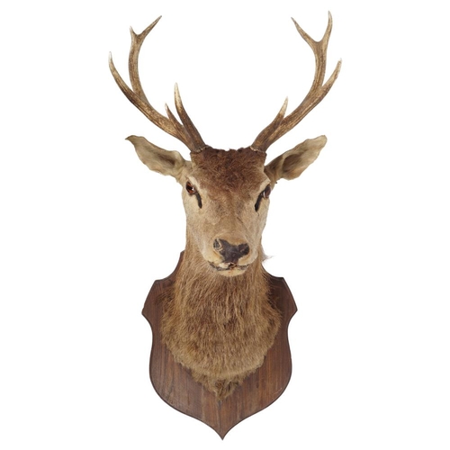 266 - TAXIDERMY: STAG'S HEAD