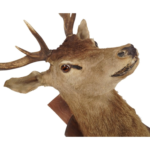 266 - TAXIDERMY: STAG'S HEAD