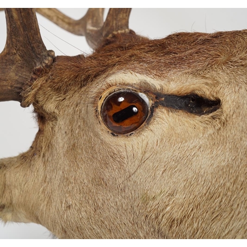 266 - TAXIDERMY: STAG'S HEAD