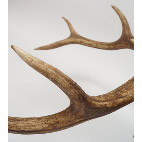 266 - TAXIDERMY: STAG'S HEAD