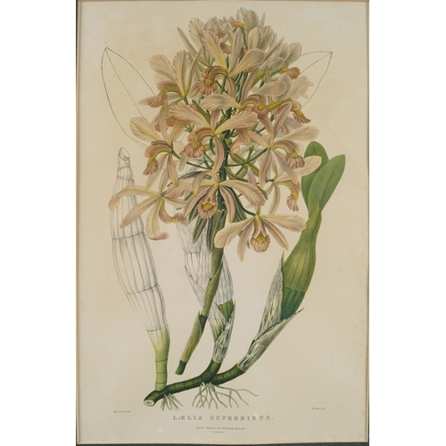 622 - SET OF 3 BOTANICAL PRINTS