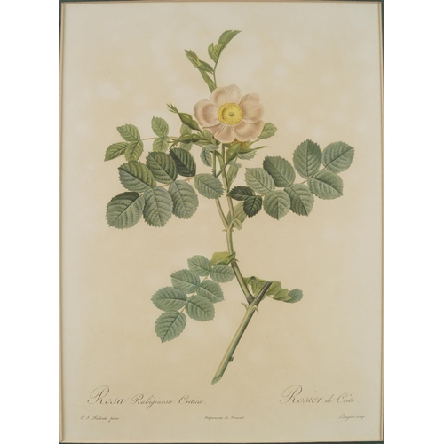 622 - SET OF 3 BOTANICAL PRINTS