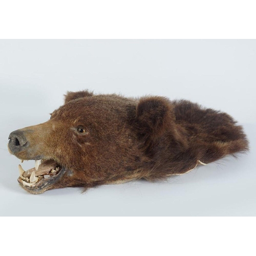 461 - TAXIDERMY: MOUNTED BEAR'S HEAD