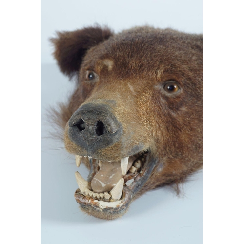 461 - TAXIDERMY: MOUNTED BEAR'S HEAD