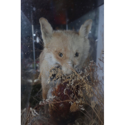 231 - TAXIDERMY: CASED FOX