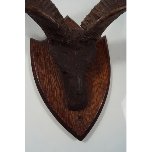 256 - TAXIDERMY: KUDO SKULL AND ANTLERS