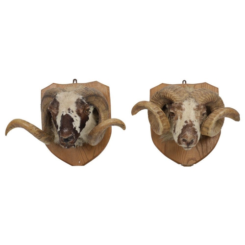 286 - TAXIDERMY: 2 RAMS' HEADS