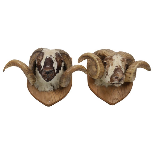 286 - TAXIDERMY: 2 RAMS' HEADS