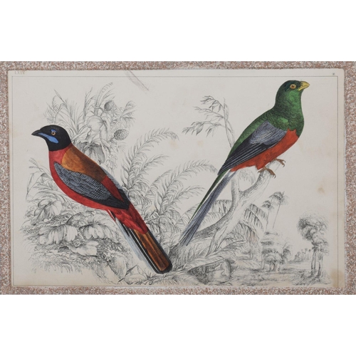 417 - 6 19TH-CENTURY ORNITHOLOGICAL PRINTS