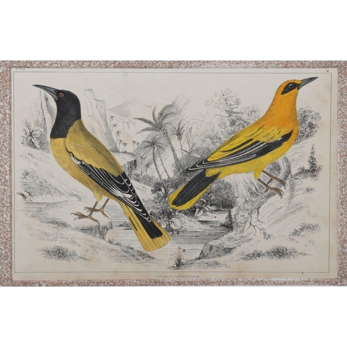 417 - 6 19TH-CENTURY ORNITHOLOGICAL PRINTS