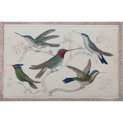 417 - 6 19TH-CENTURY ORNITHOLOGICAL PRINTS