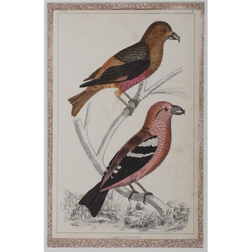 417 - 6 19TH-CENTURY ORNITHOLOGICAL PRINTS