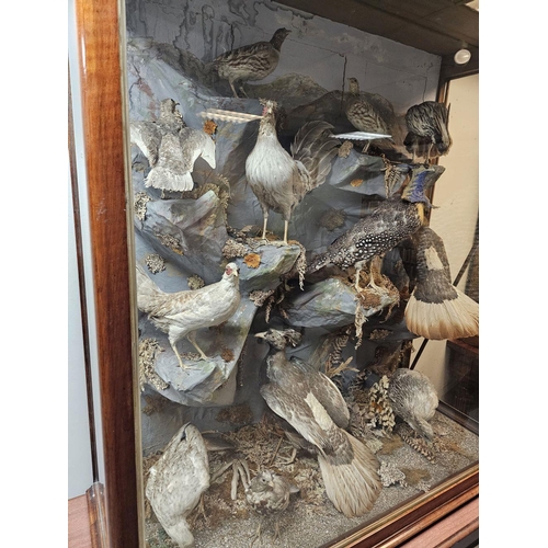 49 - TAXIDERMY: LARGE COLLECTION OF PHEASANTS