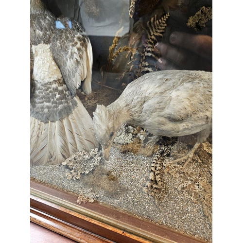 49 - TAXIDERMY: LARGE COLLECTION OF PHEASANTS