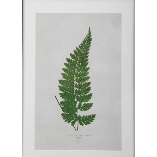 PAIR BOTANICAL PRINTS