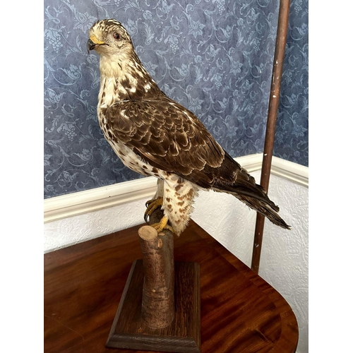 1211 - TAXIDERMY: BONELLI EAGLE