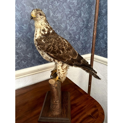 1211 - TAXIDERMY: BONELLI EAGLE