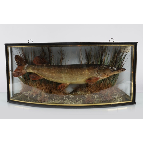 1638 - TAXIDERMY: PIKE