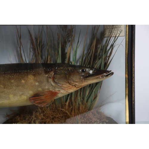 1638 - TAXIDERMY: PIKE