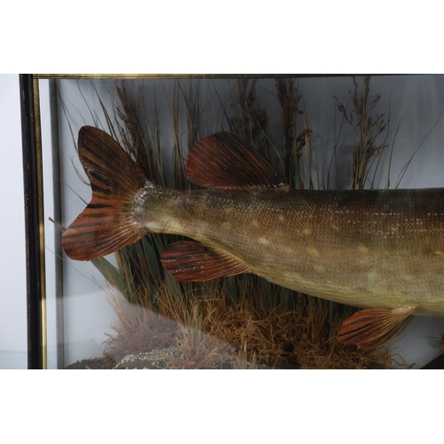 1638 - TAXIDERMY: PIKE