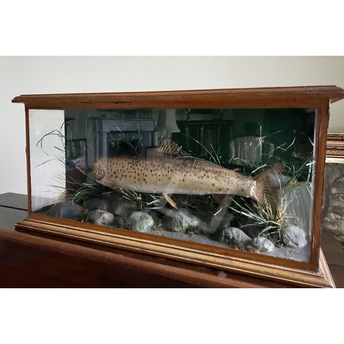 1638 - TAXIDERMY: PIKE