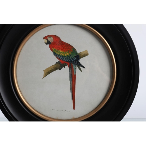 519 - PAIR ORNITHOLOGICAL POLYCHROME PRINTS